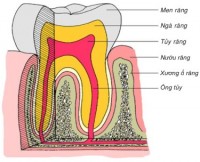 cau-tao-co-the-hoc-cua-rang