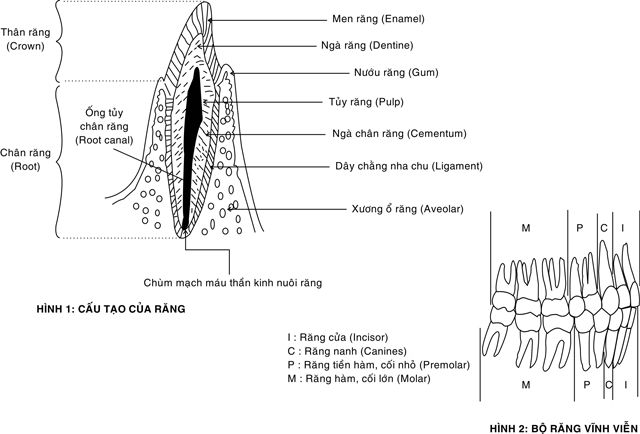 cau-tao-mo-hoc-cua-rang