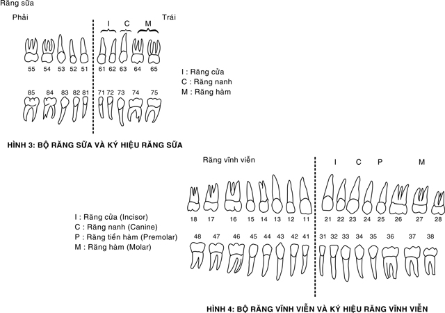 tim-hieu-he-rang-sua-he-rang-vinh-vien-cua-nguoi